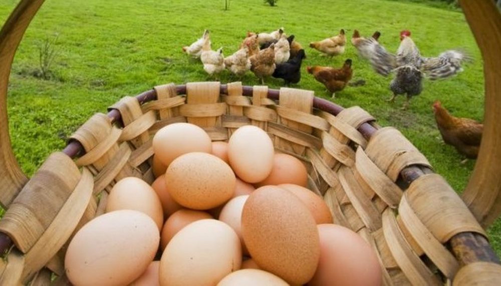 por-que-comprar-huevos-ecologicos